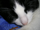 Avatar du membre